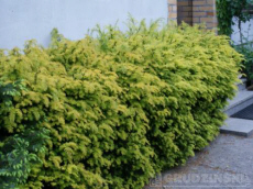 GRUDZINSKI szk�karstwo ozdobne